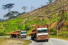 Logging Trucks (Grumiers) in Gabon