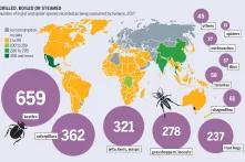 Grilled Boiled or Steamed
